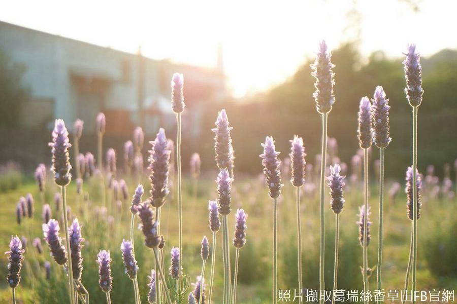 【迷幻紫薰衣】葛瑞絲薰衣草、天仁茶館、大甲鎮瀾宮、馥藝金鬱金香 二日