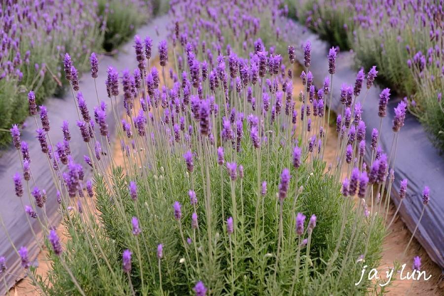 【快閃花現台七】百吉農場金針花海、葛瑞絲薰衣草、南港老爺 二日