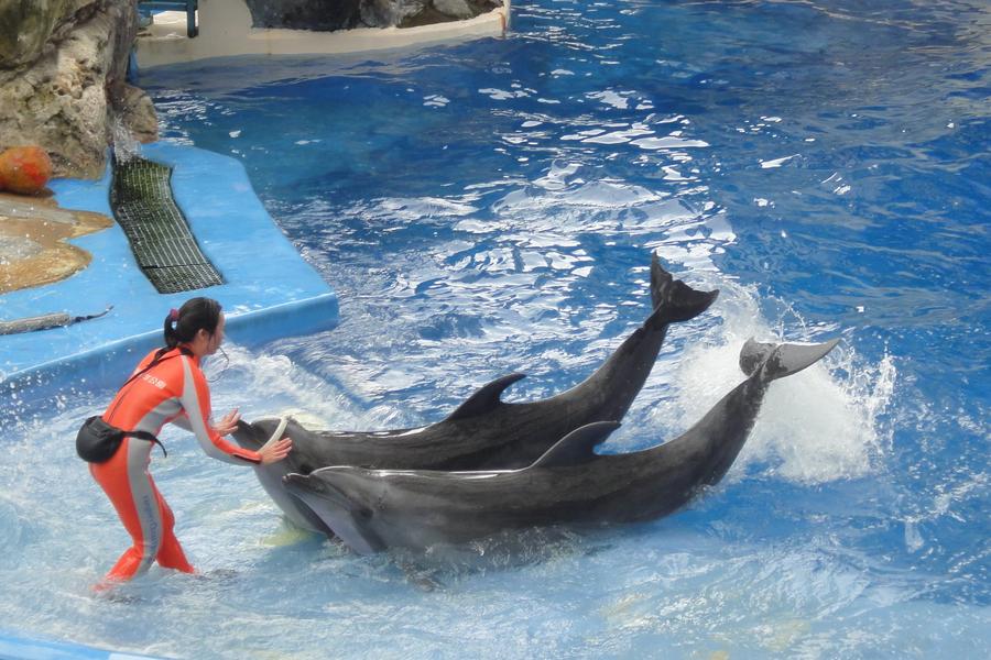 【海洋奇幻樂園】遠雄海洋公園、瓦拉米步道、米國學校、花蓮遠雄悅來三日