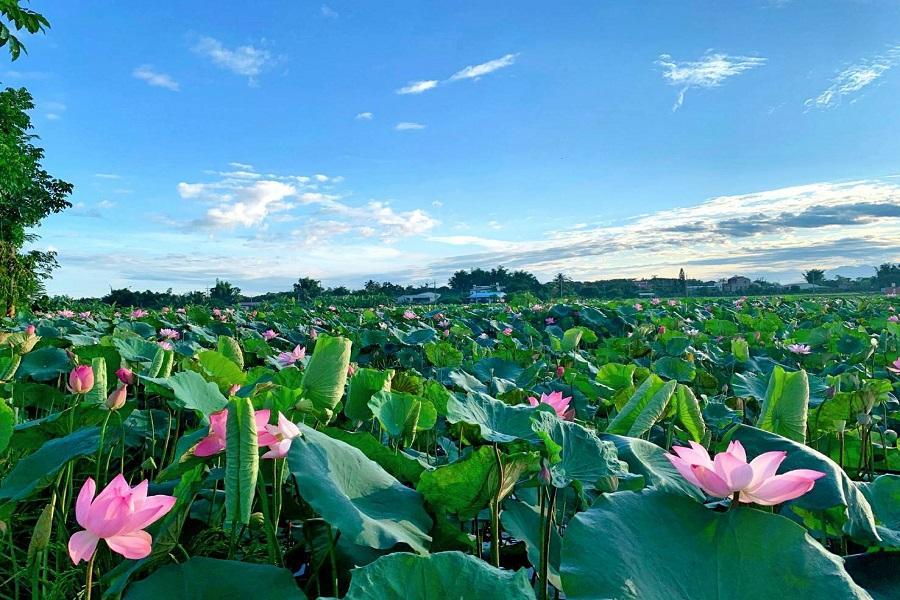 【白河蓮花季】白河仲夏賞蓮花、品嘗蓮子餐、玉井芒果市場 一日