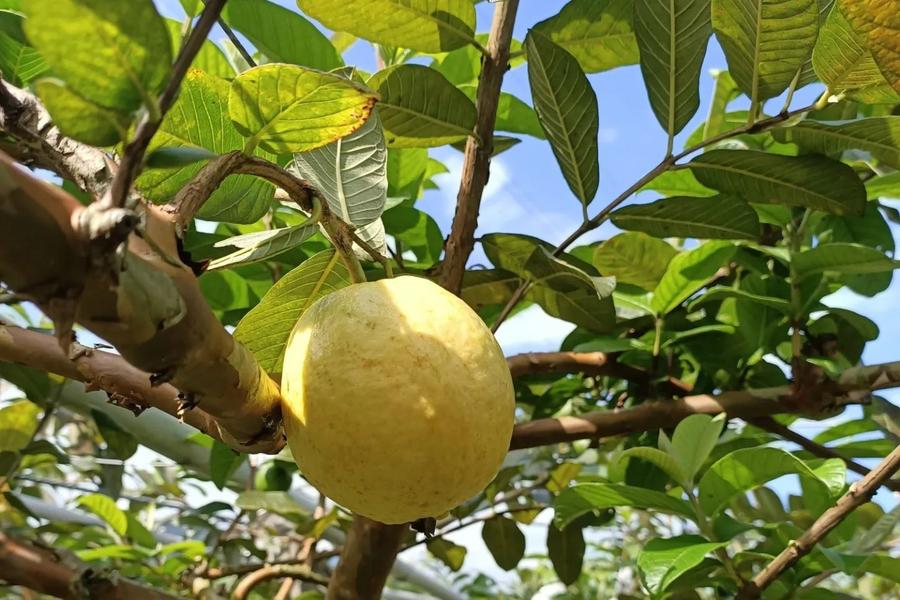 盛夏紅寶石芭樂採果趣、拳頭母步道、北后寺、礁溪葛瑪蘭溫泉飯店美人湯二日