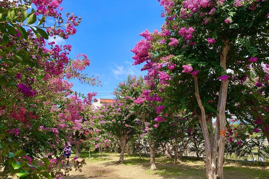 【浪漫滿紫薇】苗栗紫薇花園、大甲鎮瀾宮、台塑健康館 一日