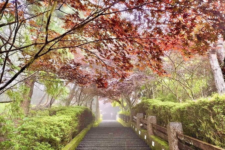 太平山夏賞紫槭秋賞楓、抹茶湖落羽松、蘭陽藝城煙波花時間三日遊