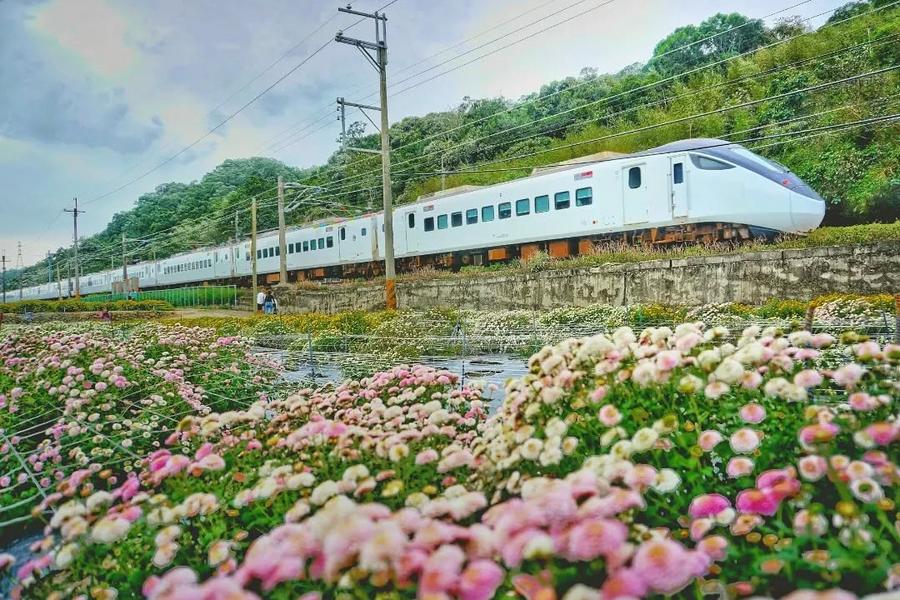 季節限定～銅鑼杭菊花海、九湖秋雪花毯、老崎翠楓林蔭古道一日遊