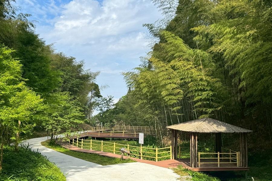 【台版小京都】五元二角孟宗竹海、澄霖落羽松、草嶺養生餐、採果體驗二日