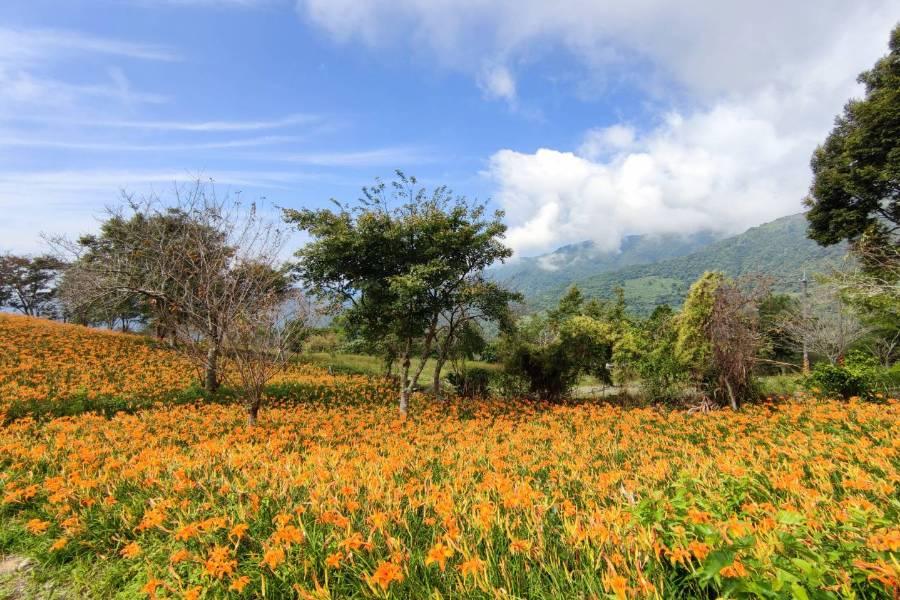 池上縱谷藝術、太麻里忘憂谷金針花、五星桂田喜來登二日
