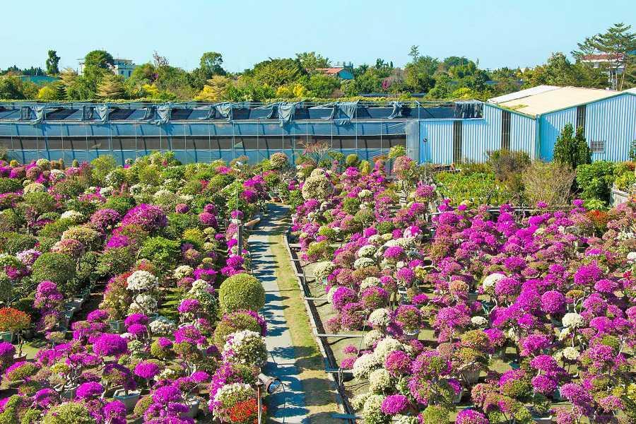 新開幕百變影城、絕美景觀餐廳伴夕陽夜景涮涮鍋、田尾遊花海、採柑橘二日遊