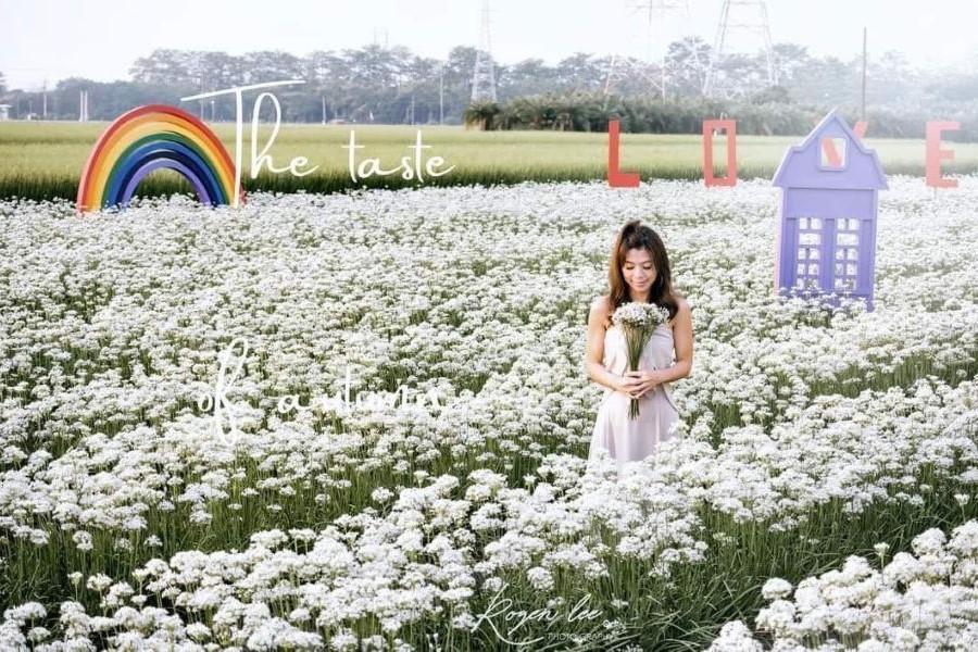 幸福韭韭花田白色浪漫九月雪．二林美人樹花廊道一日