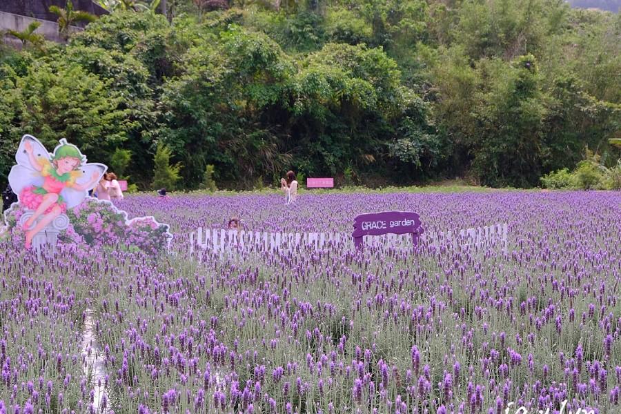 獅頭山勸化堂山櫻爛漫、仙山靈洞宮櫻姿綻放、漫遊葛瑞絲薰衣草園一日