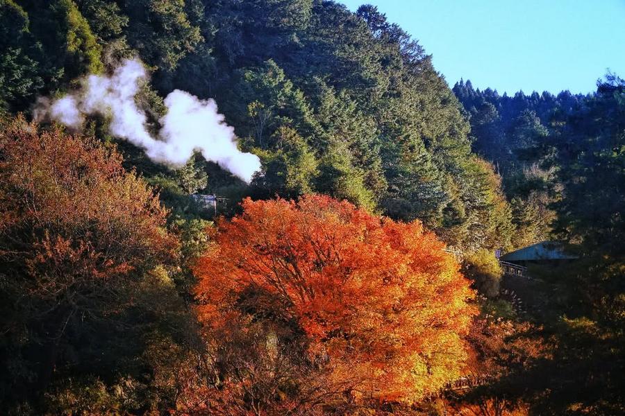 【楓紅山嵐】阿里山賞楓山徑、富士春落羽松森林、雪白療癒波波草二日