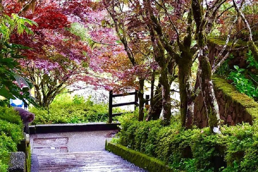 【太平山楓葉溫泉賞】太平山賞楓、絕美見晴懷古、冬山河綠洲、雙溫泉 三日