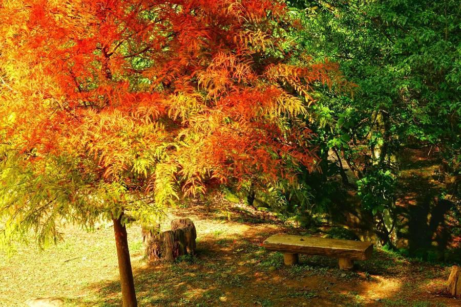 【茶金的楓華歲月】日月潭老茶廠、柿餅農園、向山落羽松、石門賞楓 三日