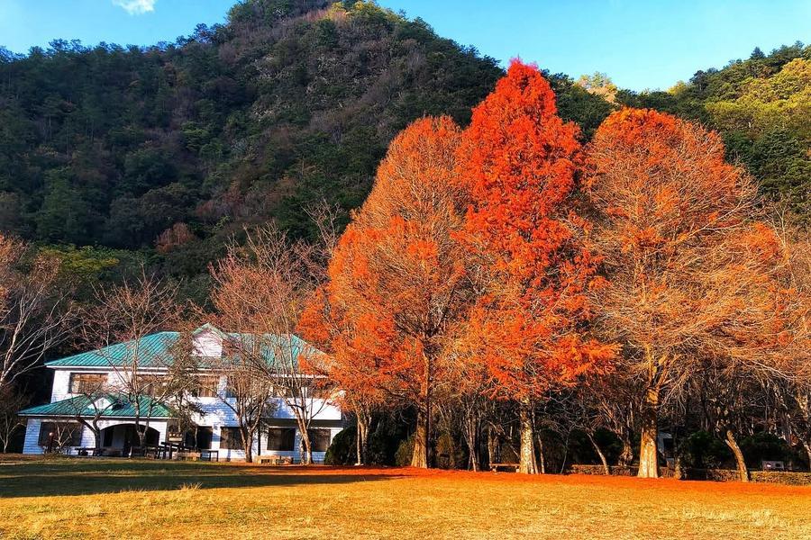 奧萬大森林物語、追楓賞櫻、漫步落羽松森林，川中島清流部落文化體驗二日