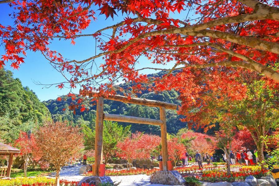 跟楓杉林溪，絕美漸層楓紅、金黃水杉林、亞洲最大雙金龍、必比登菇神二日