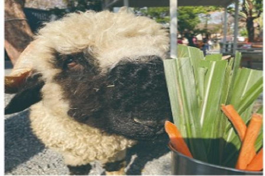 【可愛動物淨園農場】魯凱多納部落、小長城龍頭山步道、駁二散策二日