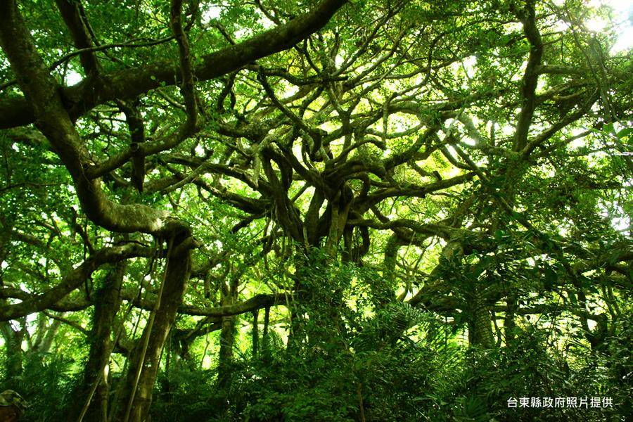 台版阿凡達~布農族鸞山森林博物館、台灣玉雕塑體驗、特色豬腳餐三日