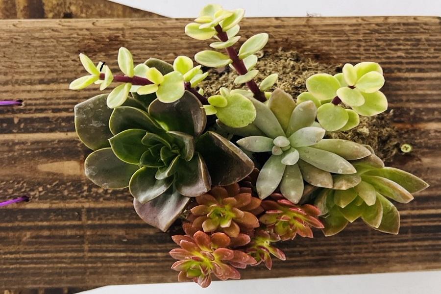 【台灣設計展】台版兼六園成美文化園、楓盛園藝療癒多肉植物上板DIY一日