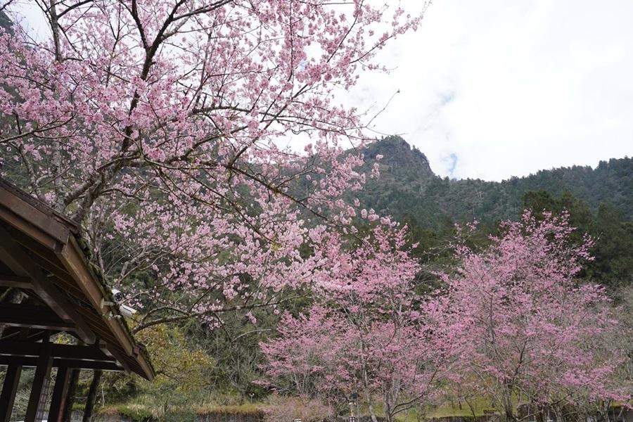 【秋賞楓紅春賞櫻】夢幻天堂明池湖、千年森林神木園、山林响宴調香入菜三日