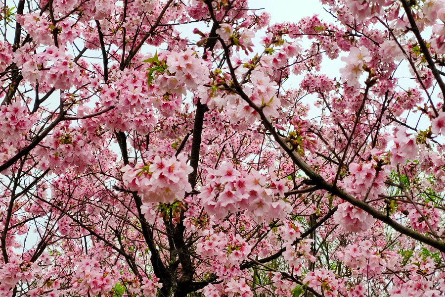【陽明山櫻花季】初春賞櫻花、中繼市場、綠豆糕DIY、矽谷溫泉 二日