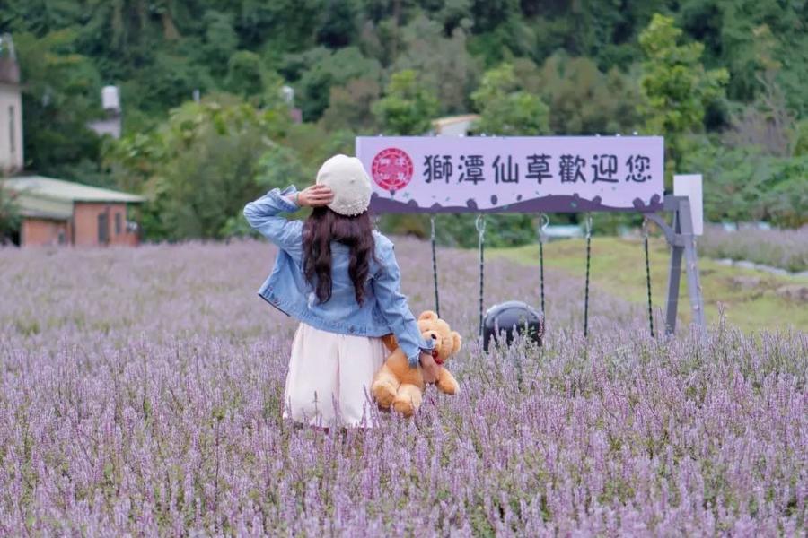 【粉紫花海】獅潭仙草花節、三聯埤水岸秘境、老銃櫃竹林龍貓隧道一日遊