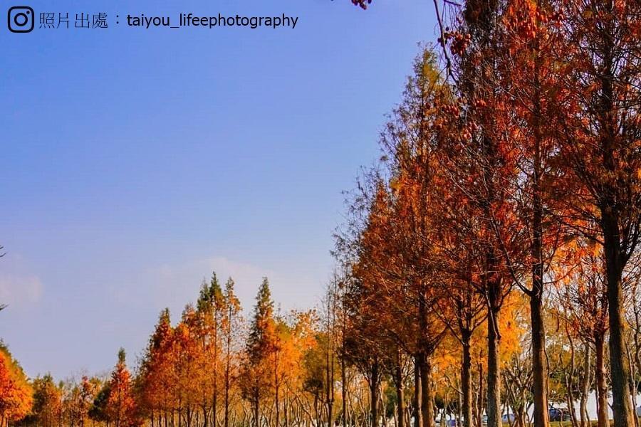 【金馬新春迎財神】北港武德宮、北港老街、落羽松秘境 一日