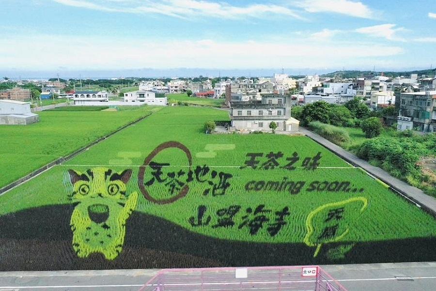【2025苑裡彩繪稻田】鯉魚潭、愛情果園、高美濕地、梧棲漁港一日遊