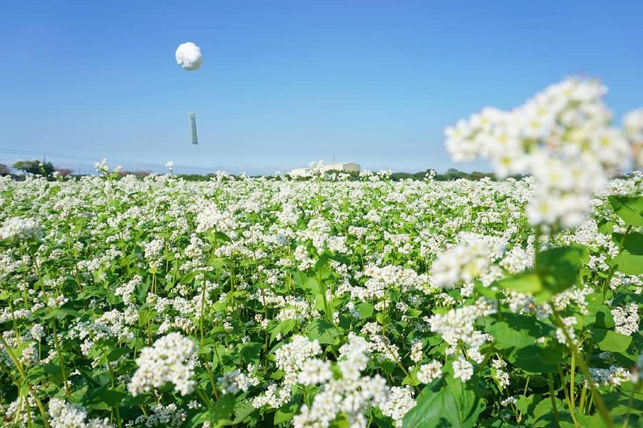 雪白蕎麥花毯、古寺禪心巡禮、金綠交織落羽松、浪漫葡萄藤影、花現彰花二日