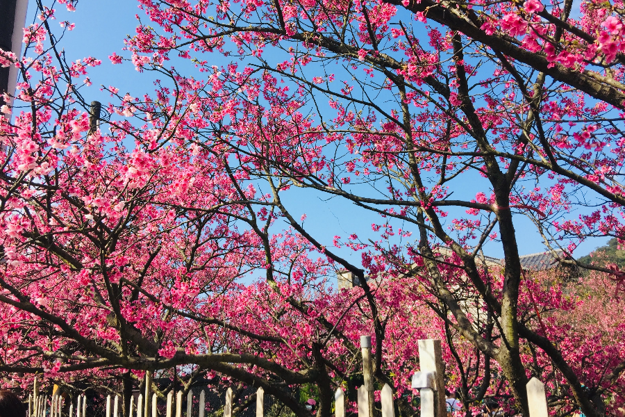 【金馬迎春】新年陽明山賞櫻花走春、綠豆糕DIY、矽谷溫泉 二日