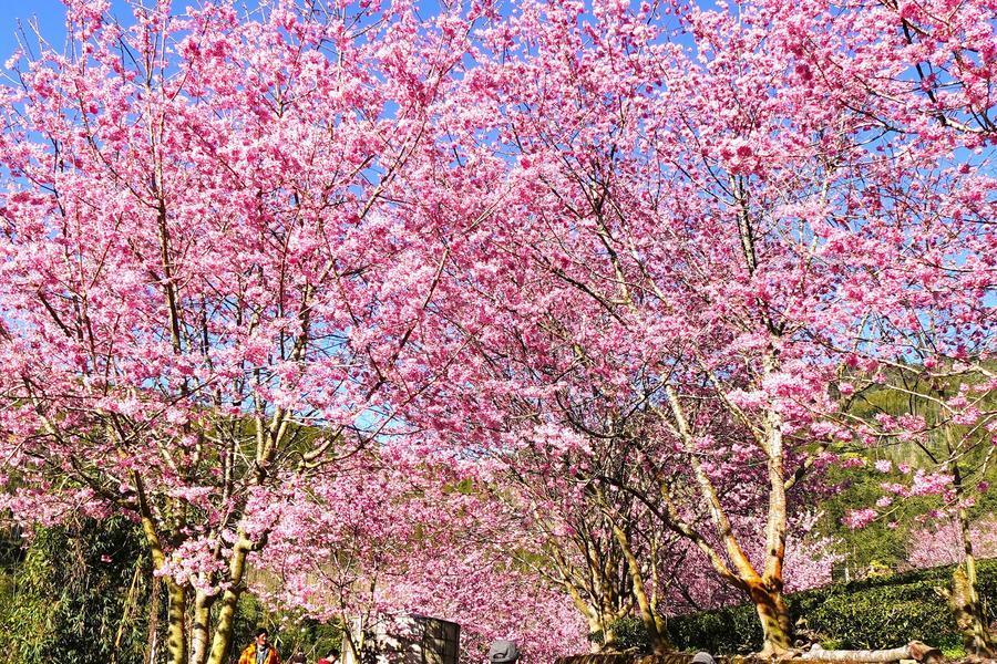 浪漫櫻姿滿茶香、粉染頂湖竹林杉徑、原民私廚饗宴、小南海綠湖濱、嘉南二日