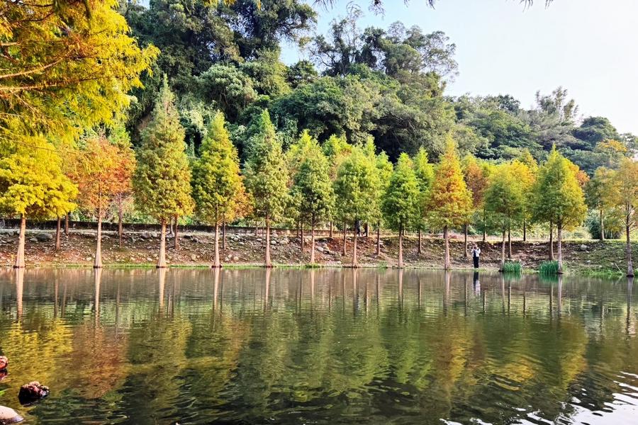 秋賞仙境～尋幽楓林步道、月眉落羽松、巨型笑杯財神廟、大溪桃園一日