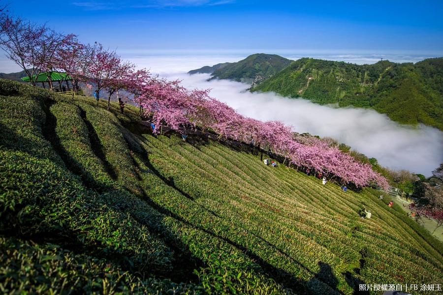 八卦茶園粉櫻巨龍×石馬櫻花季，一泊四食饗宴，溪頭輕奢實惠旅宿隨心配二日