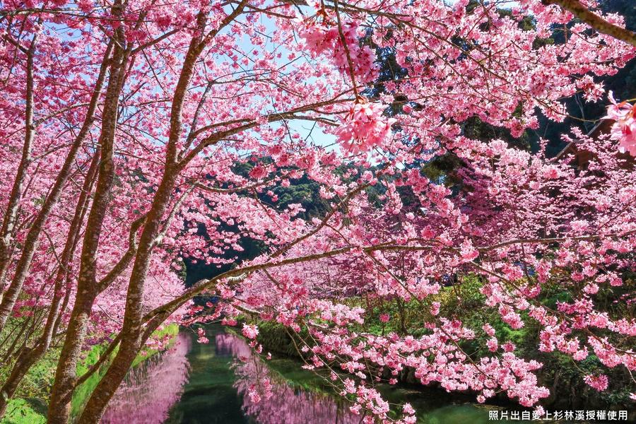 【春日仙境花海】杉林溪櫻花林河岸、中寮粉紅山丘麝香木秘境、一泊四食二日