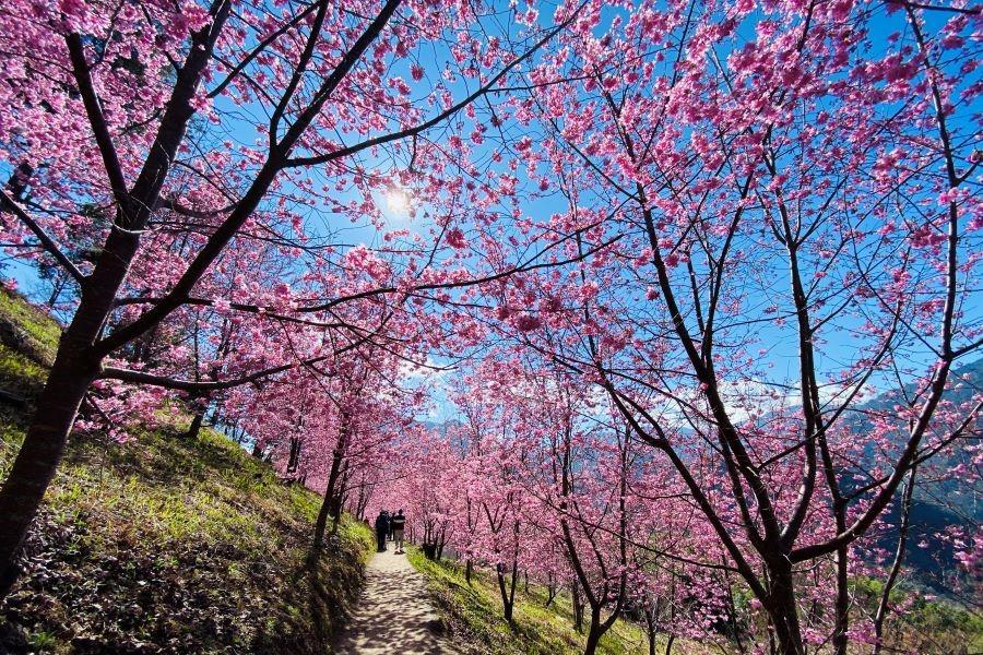 上帝的部落-司馬庫斯櫻花季、北橫山櫻花、換裝體驗、麗多溫泉酒店二日遊