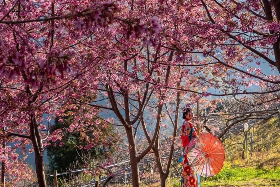 新竹賞櫻秘境-霞喀羅櫻花谷、財伯櫻園、南庄向天湖、銅鑼炮仗花二日