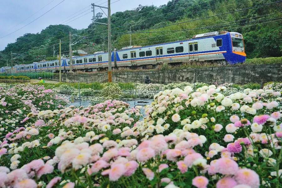 【百變杭菊】賞金黃花海＆十一月雪＆大波斯菊、長青之森覓境步道一日遊