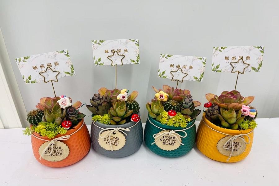 【農村旅遊風土提案所】植感楓盛美學多肉上板、夢幻九重葛之家一日