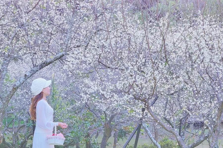 【滿園梅香迎新春】角板山公園賞梅花、特色滇緬美食市場、桃園假日 二日