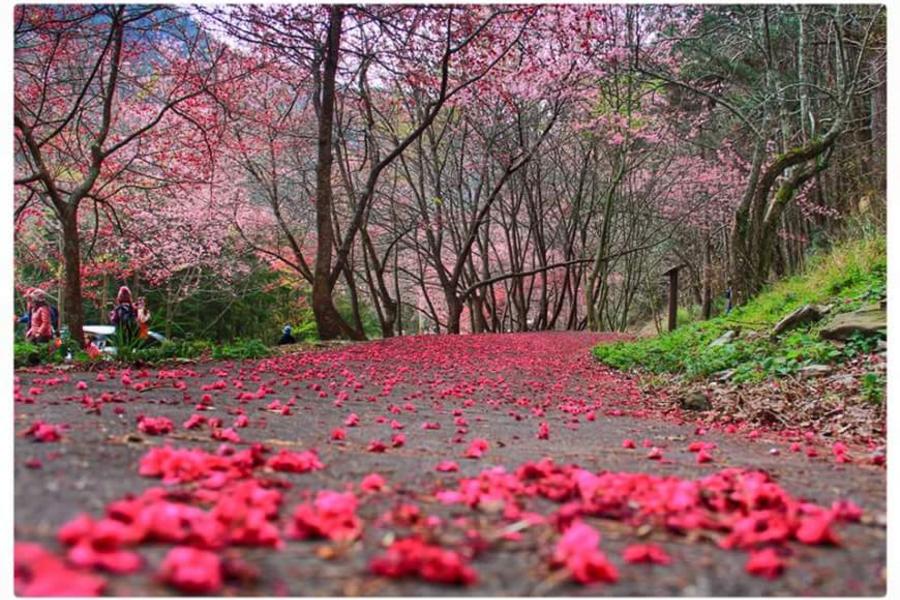 粉色武陵花爭豔、青蔥體驗農場、入住川湯春天享海鮮百匯、紅白酒放題三日遊