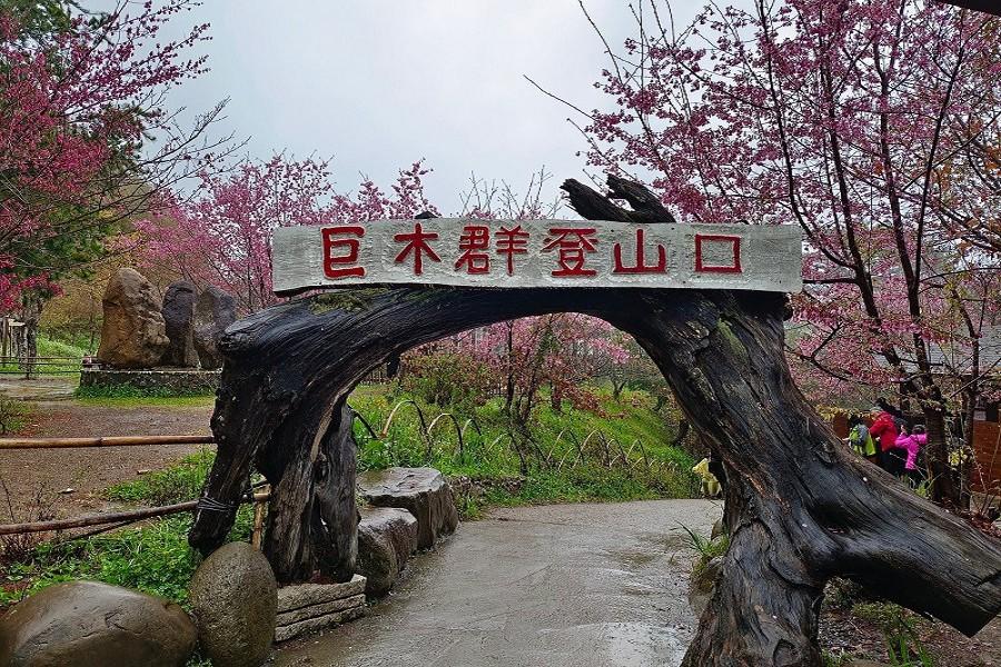 《馬躍豐年》司馬庫斯巨木群、內灣老街、鎮西堡、新光部落山林迎春二日