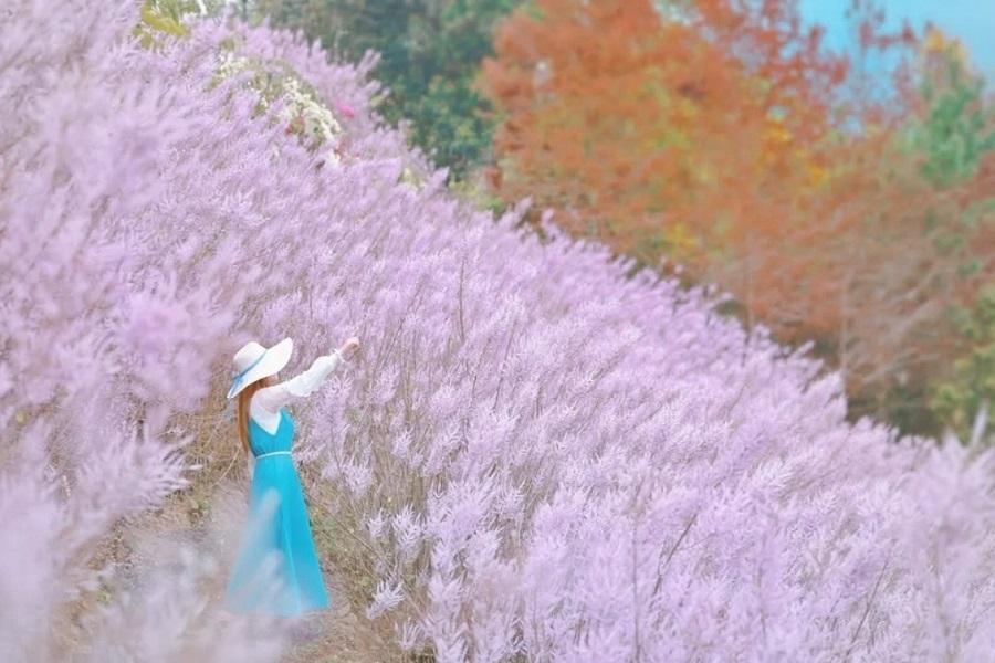 【粉紅夢幻甜心園】粉紅麝香木秘境、日本武道精神~武德殿、百年戲院 一日