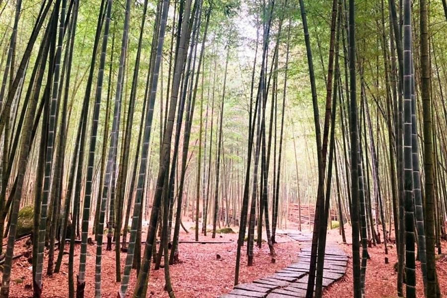 【竹林小嵐山】孟宗竹古戰場竹林～長源圳生態步道、遊山茶訪 一日