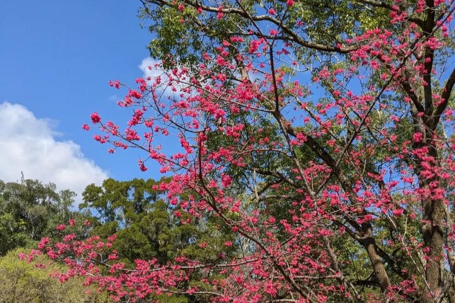 【駿馬迎春】羅浮溫泉風呂、角板山春櫻祈福、義興吊橋 北橫一日
