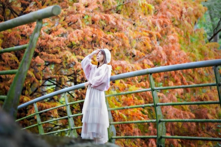 【內灣秋冬秘境】金棕落羽松樹海、愛情森林園區、鮮採草莓一日遊