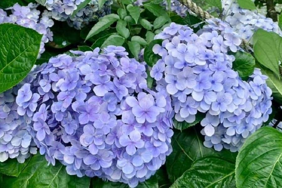 【幻彩粉繡花】夢幻繡球花海、遠眺燭台雙嶼、茶香綠豆糕體驗、金山溫泉三日