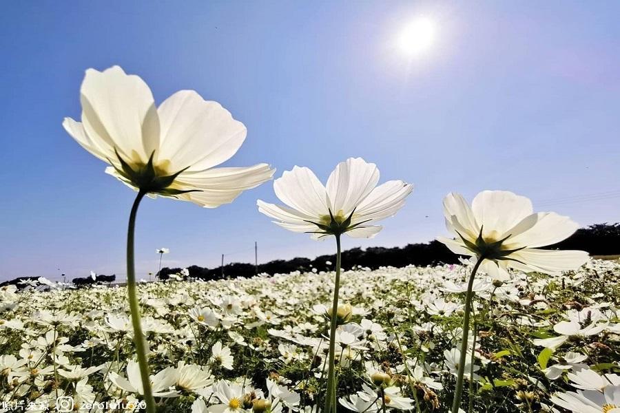 【福馬迎春】2026孩沙里花海節、武德宮迎財神、民雄之森一日遊