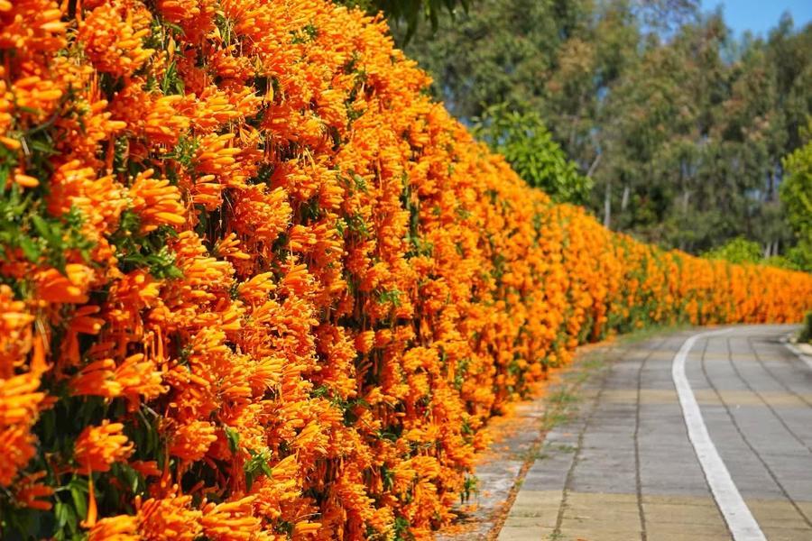 【紅蕎花語】全台唯一紅色蕎麥花海、后科炮仗花牆、萌芳蝴蝶蘭浪漫一日