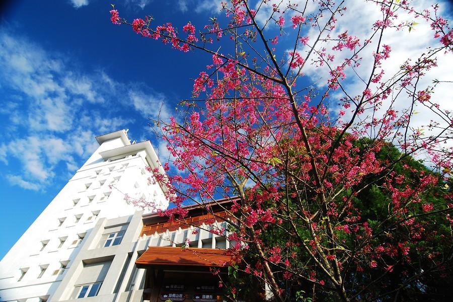 【福馬花開迎新春】東勢林場櫻花季漫步、鬱金香花海、開春好彩頭二日