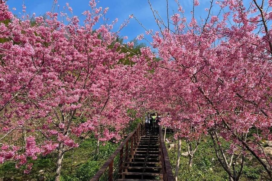 【粉紅の櫻花季節】石棹浪漫櫻之道、奮起湖懷舊老街、果然茶香園區 一日