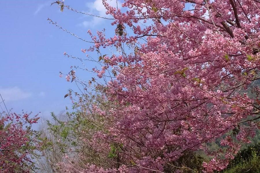 【茶香伴春櫻】草坪頭茶園賞春櫻、懷舊泰順廊橋、甕缸雞餐、福容水里 二日