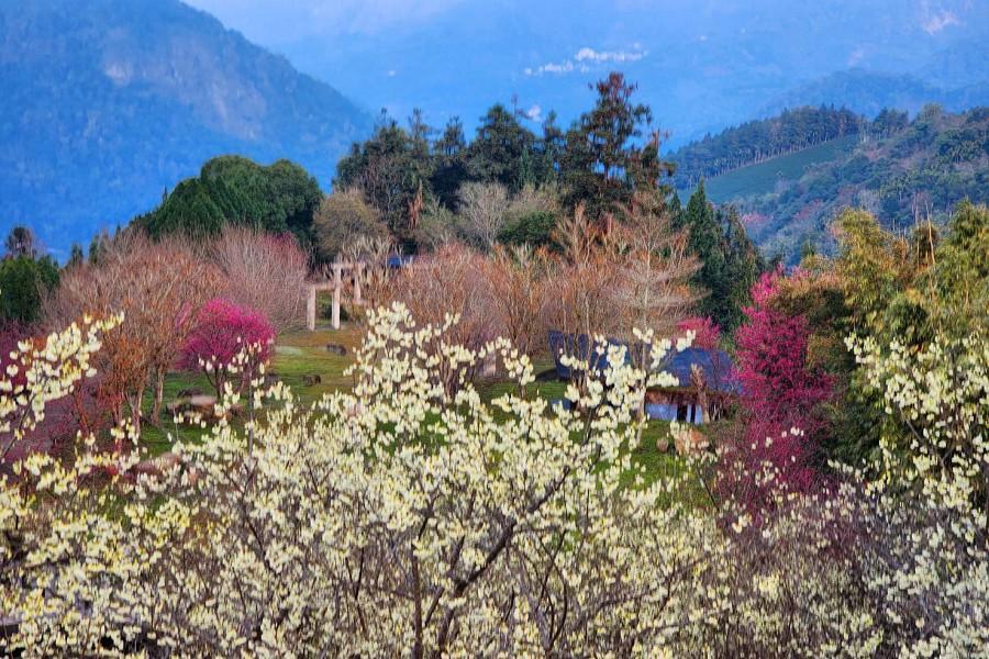 【中巴團】寒溪呢森林人文叡地櫻花林、台版嵐山竹林美境步道 一日